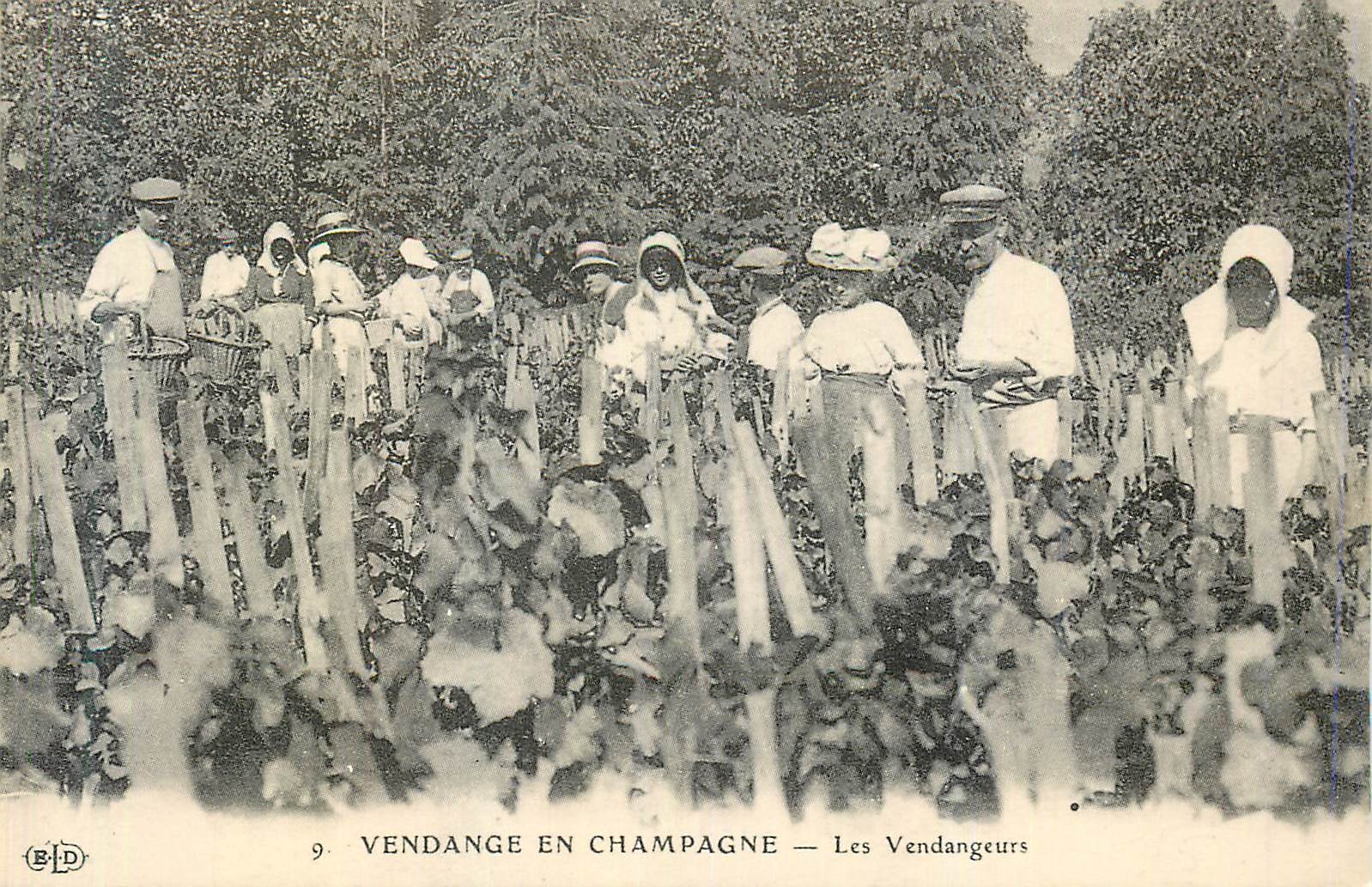 REPRO Vendange en Champagne Les Vendangeurs