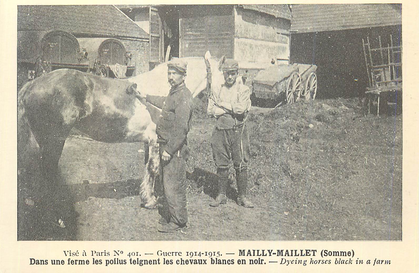 REPRO Mailly Maillet (Somme) Guerre 1914 1915 Dans une Ferme les Poilus Teignent les Chevaux Blancs Noir