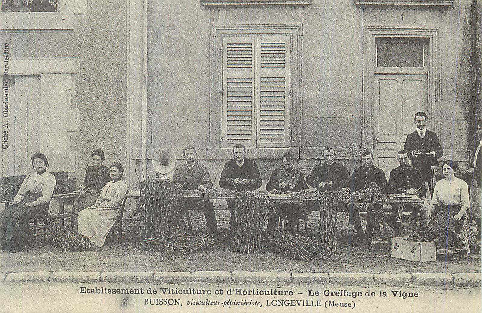 REPRO Longeville (Meuse) Greffage de la Vigne