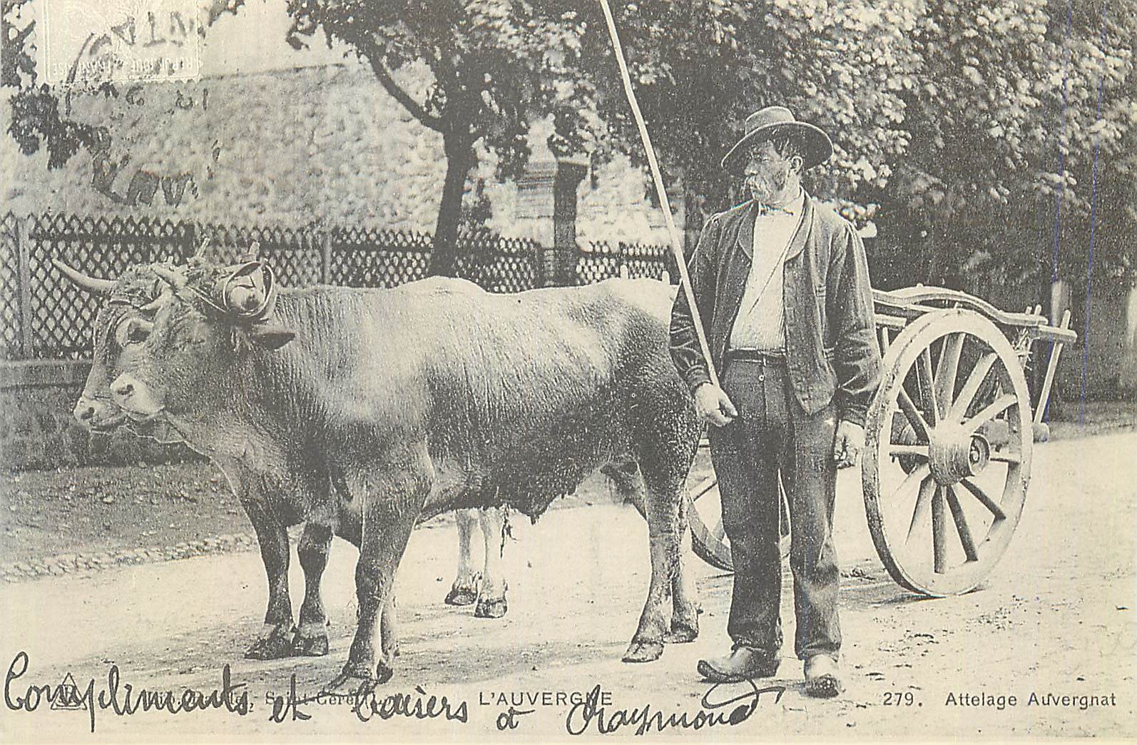 REPRO Auvergne Attelage Auvergnat Bœufs