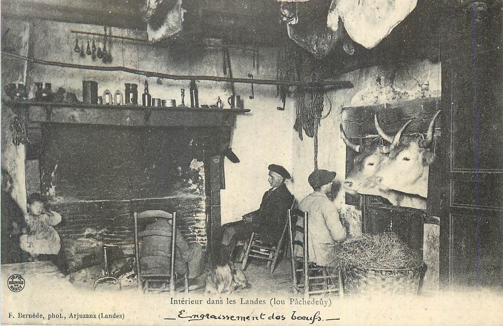 REPRO Interieur dans les Landes Engraissement des Boeufs