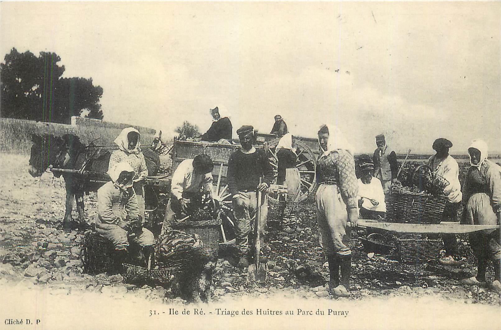 Ile de Ré - Triage des Huitres au Parc du Puray — Cliché D. P. n°31