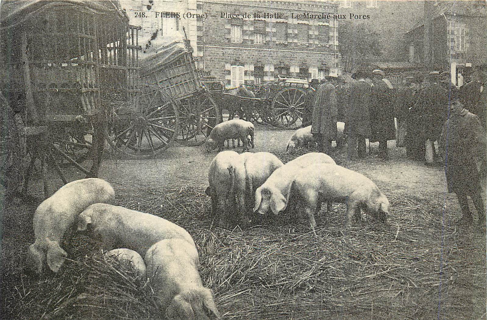 CPA Flers (Orne) Marche aux Porcs Cochons