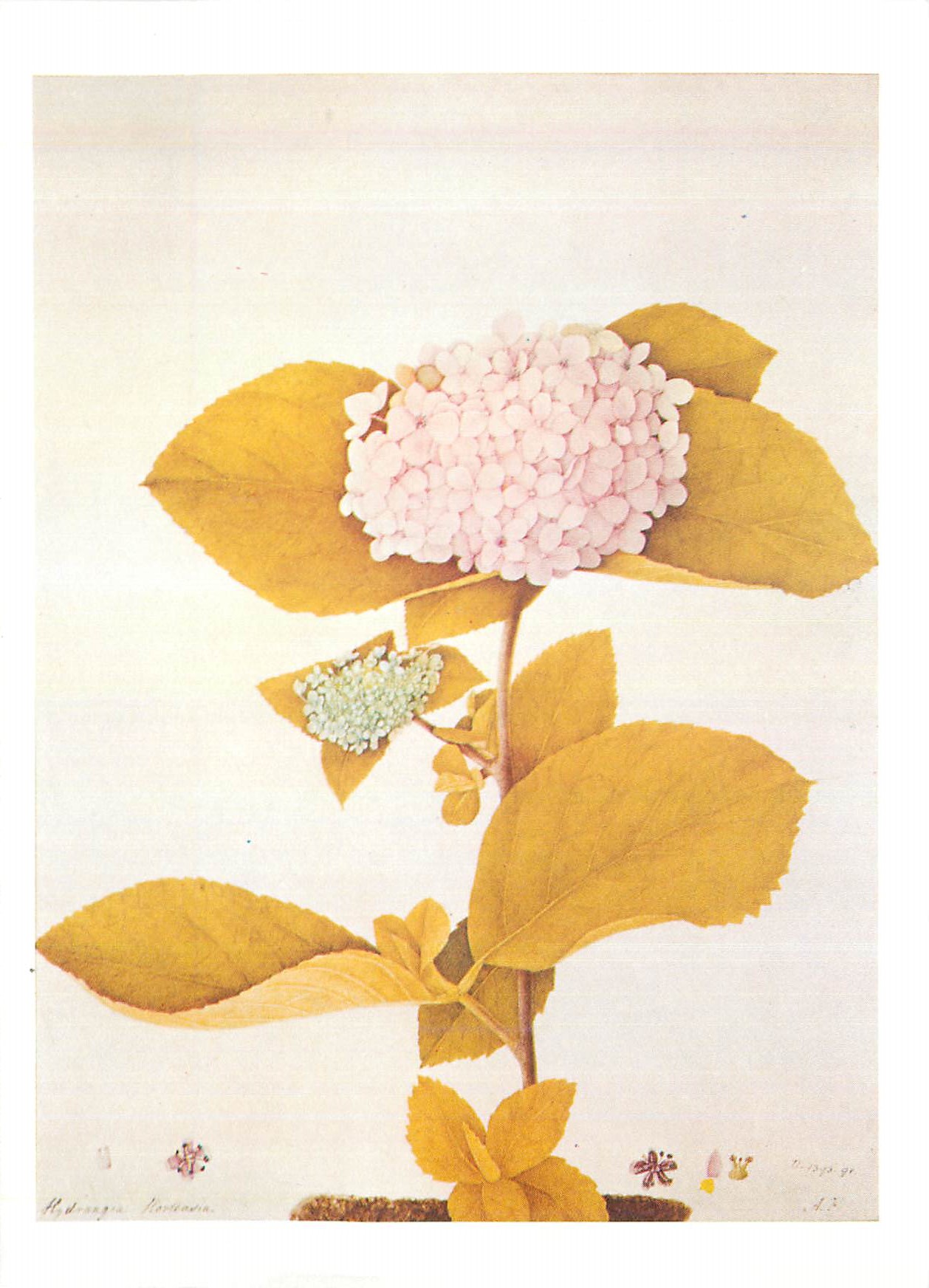 CPM Victoria and Albert Museum Hydrangea Drawing Probably for a Flower Book