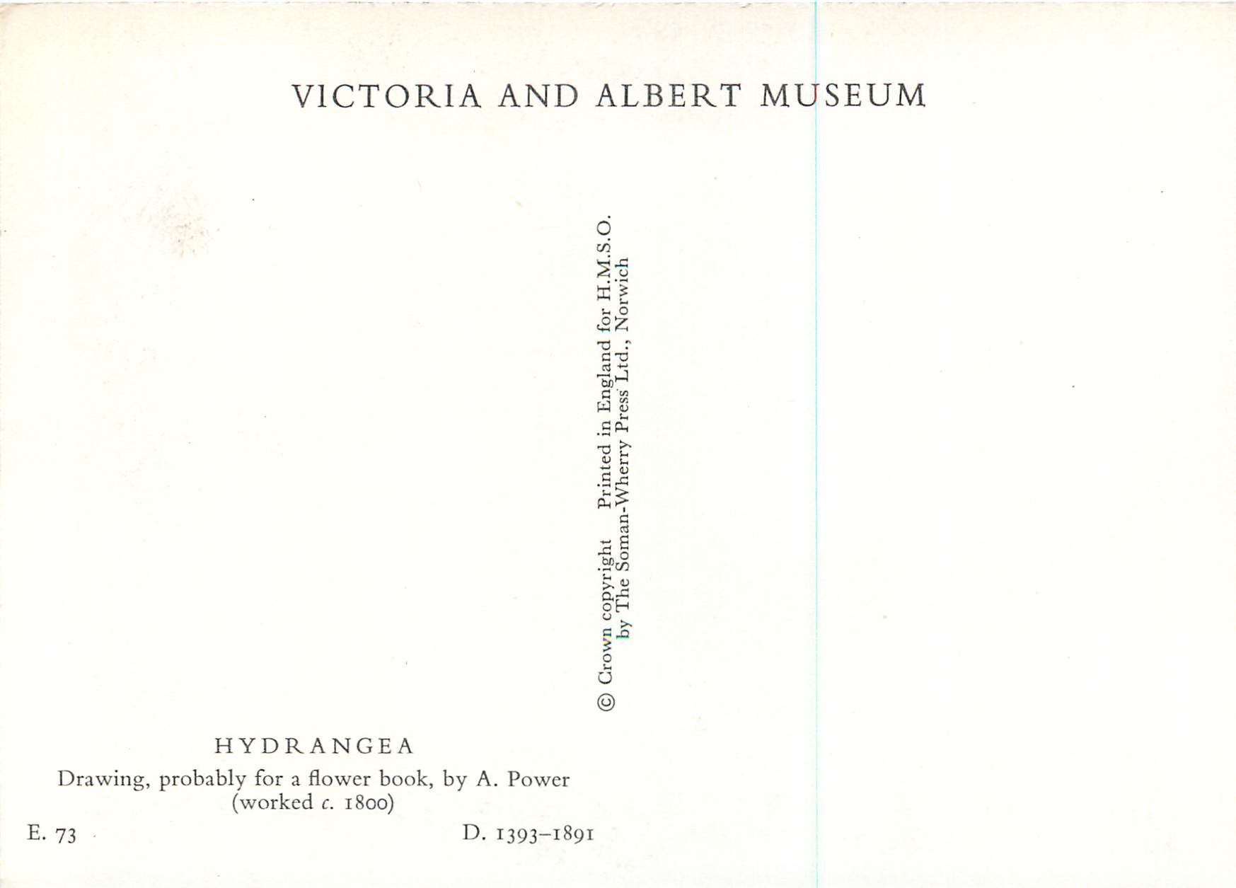 CPM Victoria and Albert Museum Hydrangea Drawing Probably for a Flower Book — Rückseite