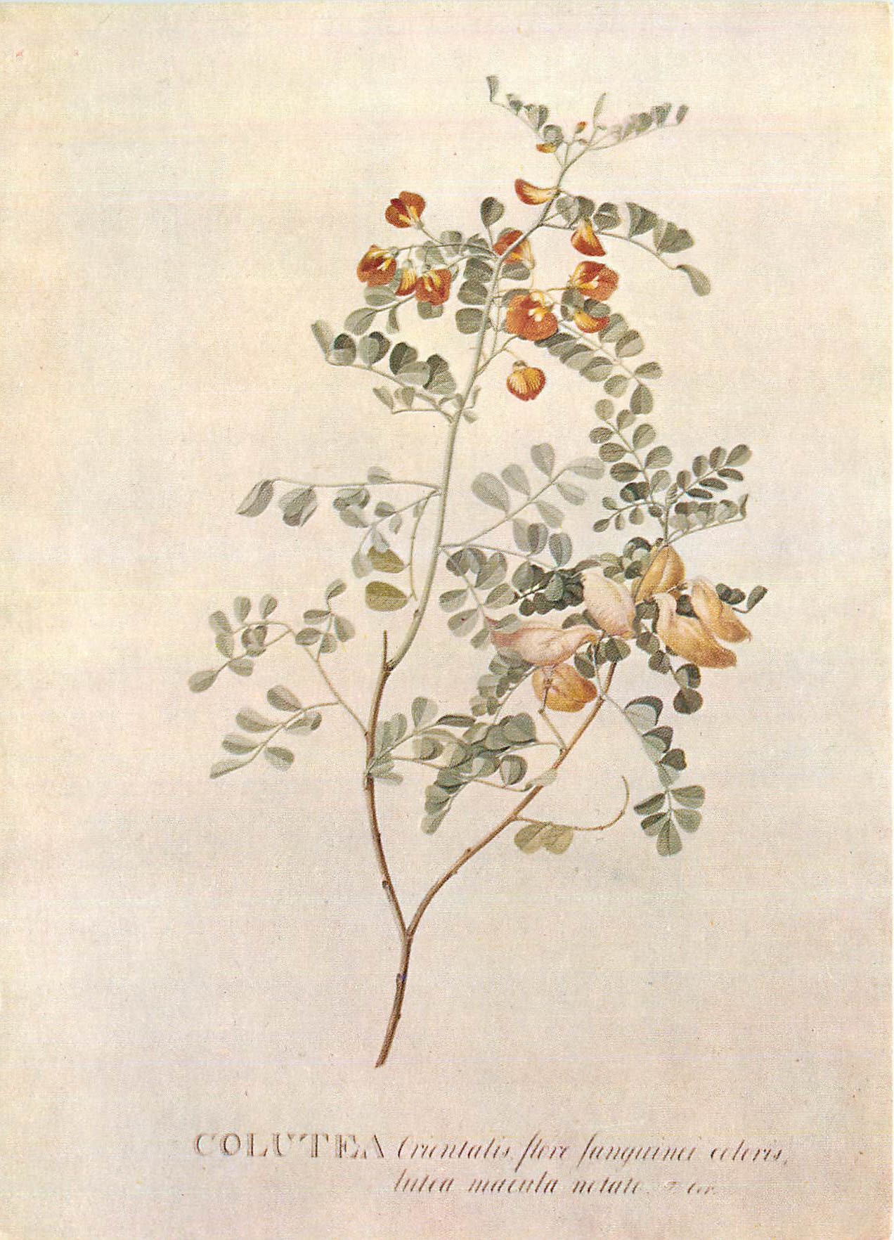 CPM Victoria and Albert Museum G D Ehret (1708 1770) Colutea