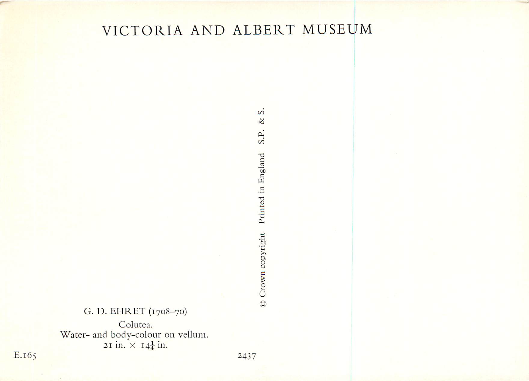 CPM Victoria and Albert Museum G D Ehret (1708 1770) Colutea — Rückseite