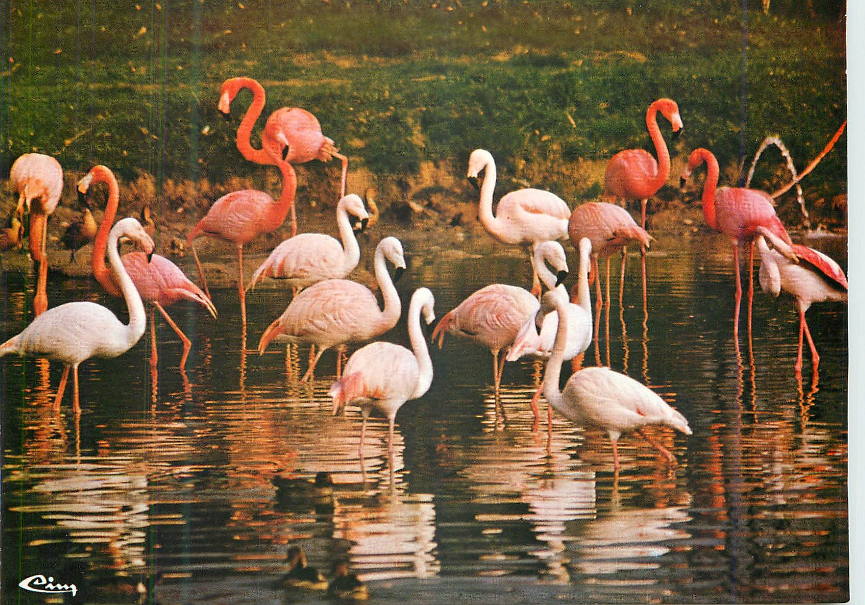 CPA Parc Floral de la Source a Orleans (Loiret) Flamants Roses