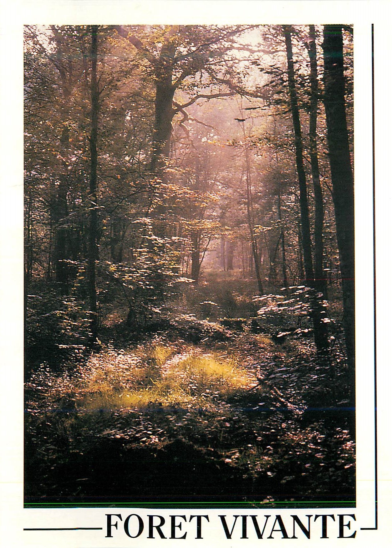 CPA Foret Vivante Sous Bois