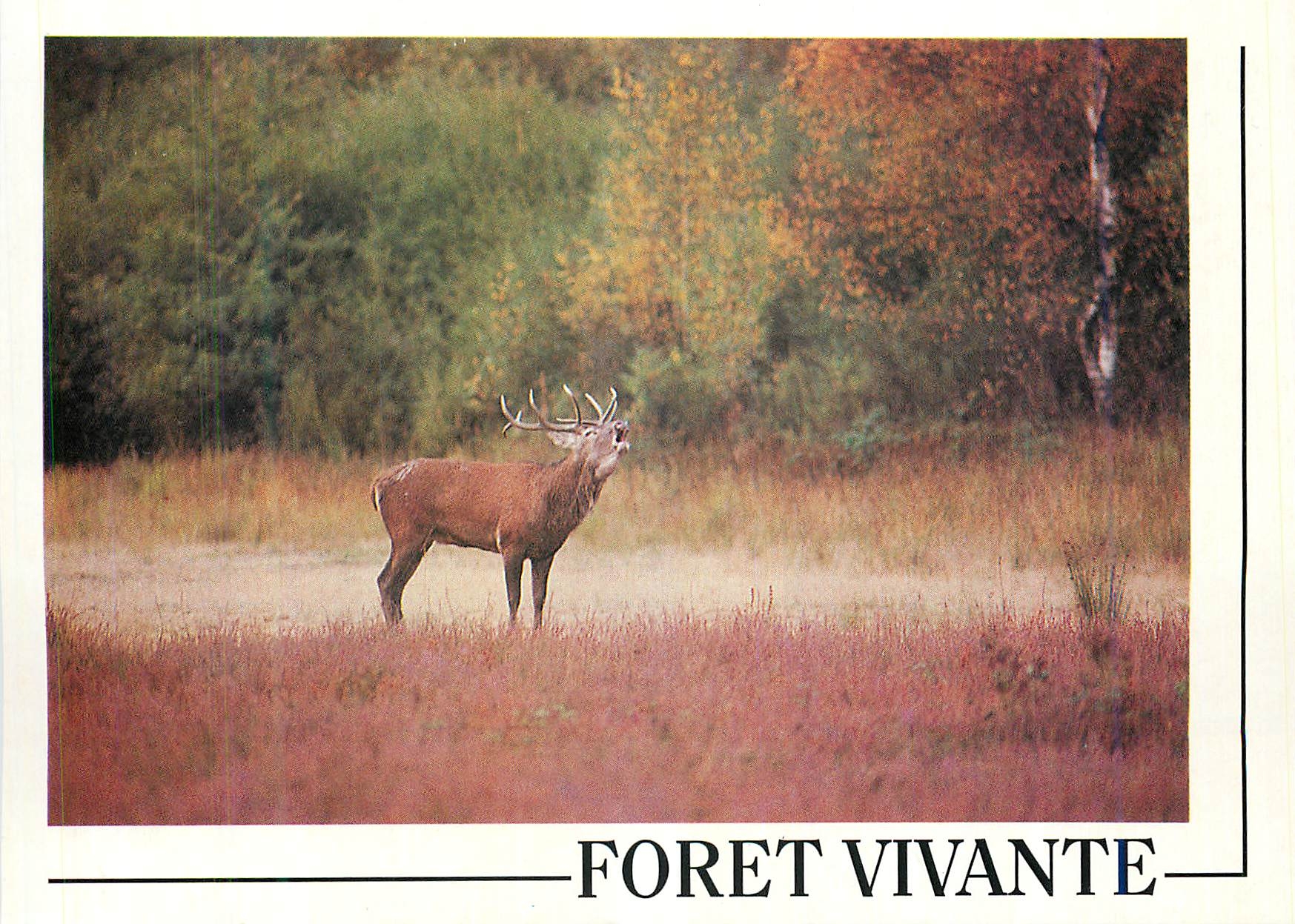 CPM Cerf Elaphe (Cervus Elaphus) Foret Vivante