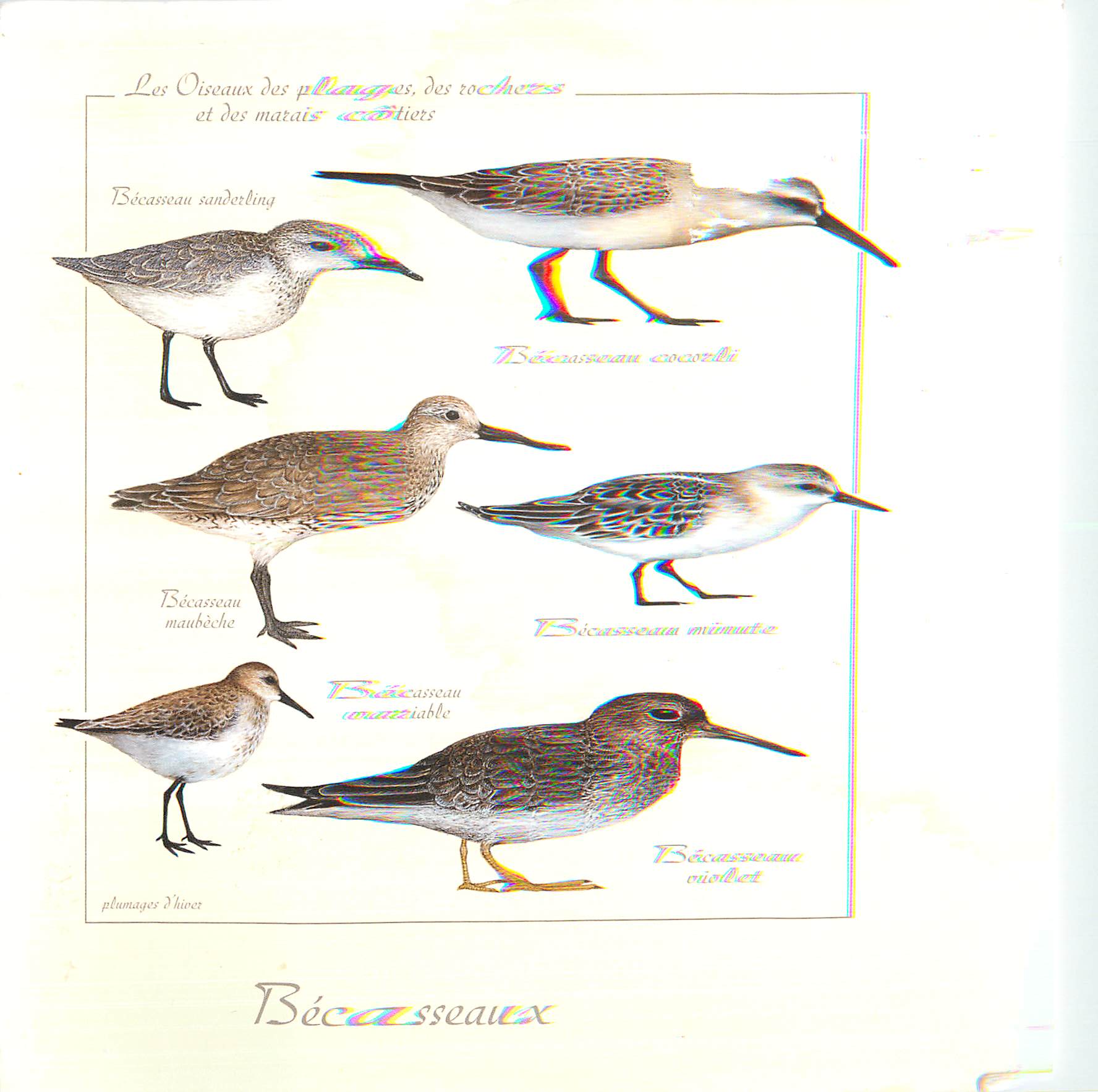 CPM Becasseaux Les Oiseaux des Plages et des Marais