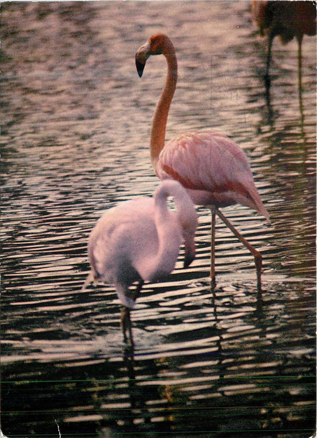 CPA la Camargue Pays de Ciel Bleu et de Mirages Flamants Roses