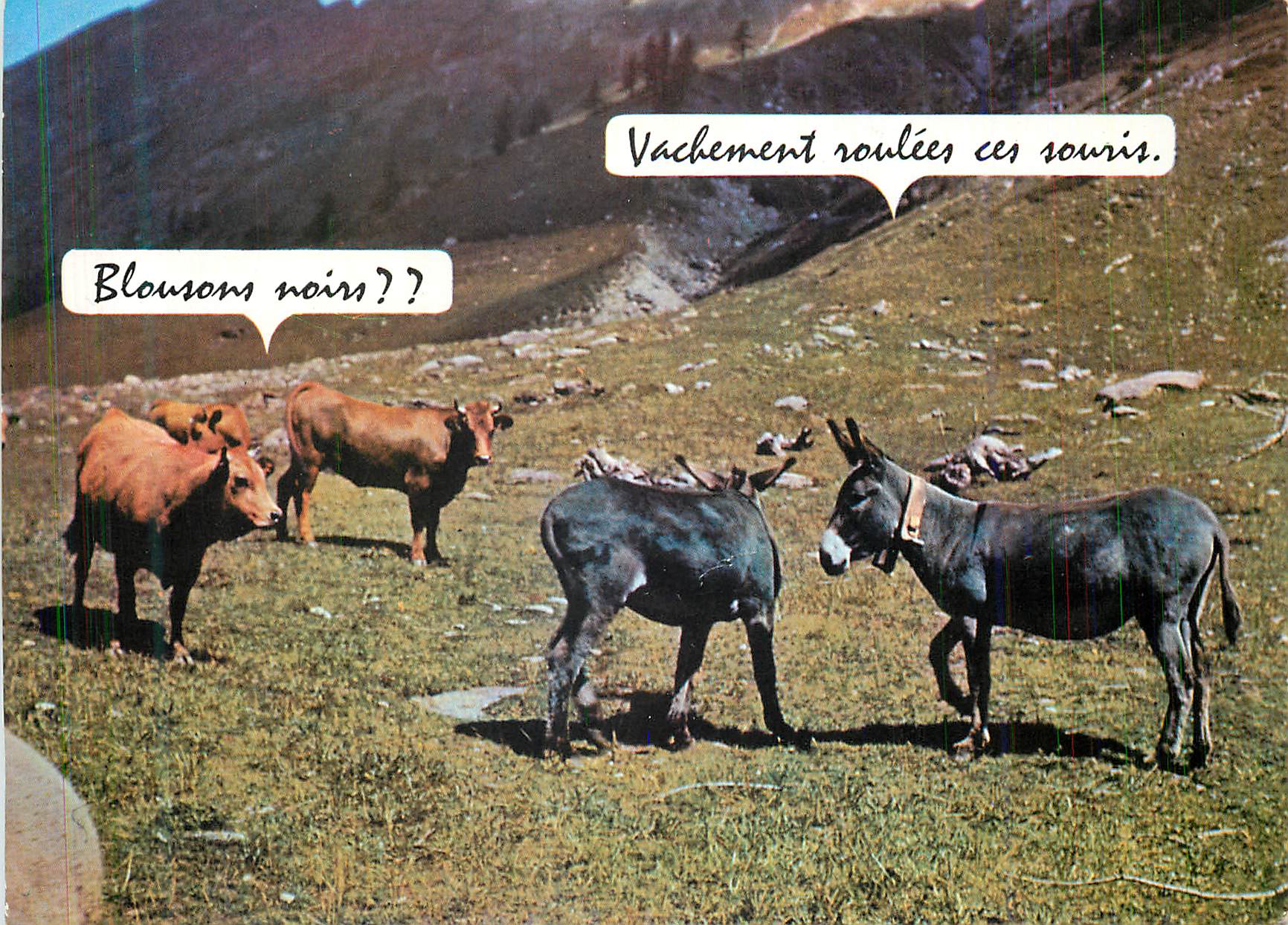 CPA Blousons Noirs Vachement Roulees ces Souris Ane Donkey