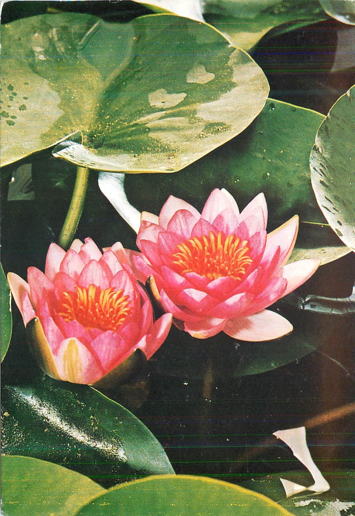 CPM Labat Jacana Nymphea Rustique 