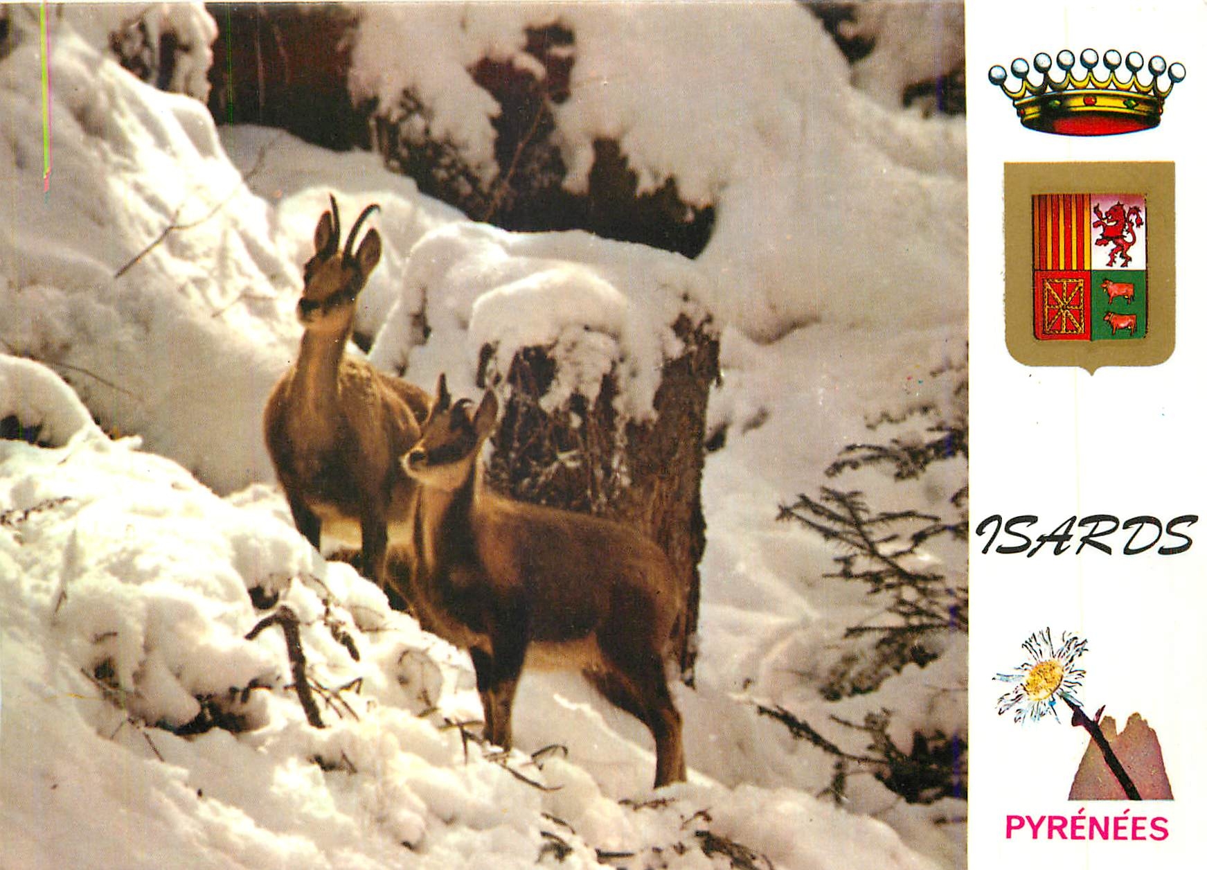 CPM Isards en Hiver Pyrenees Faune et Couleurs de la Montagne