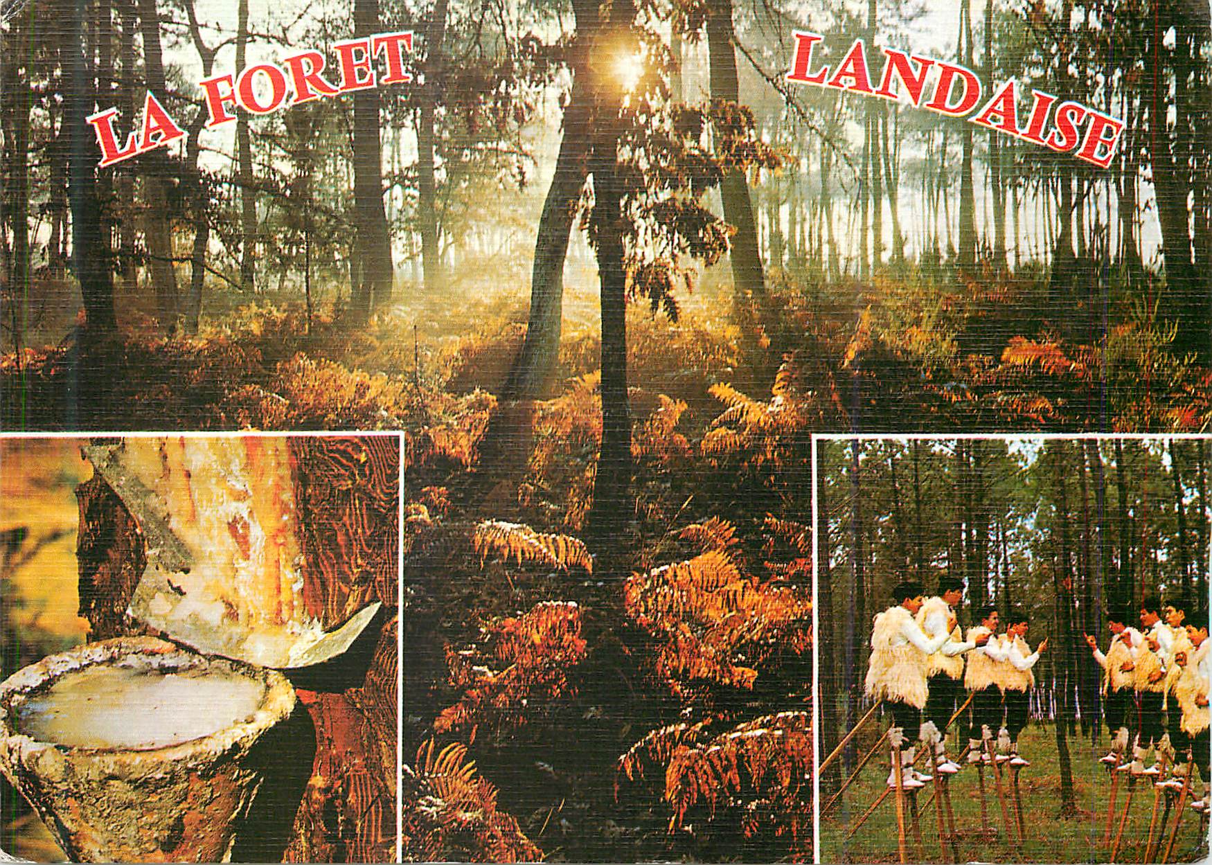 CPM La Lande La Foret Landaise Le Fot de Resine Les echassiers dans la foret