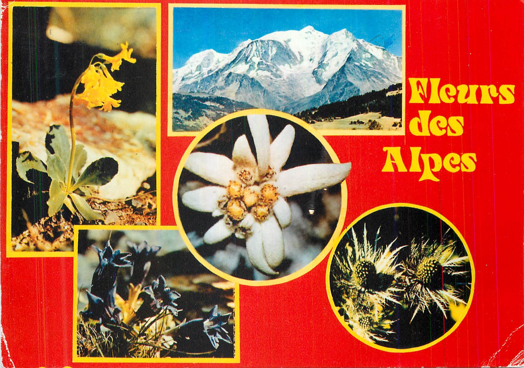 CPM Fleurs des Alpes La Flore de nos Montagnes