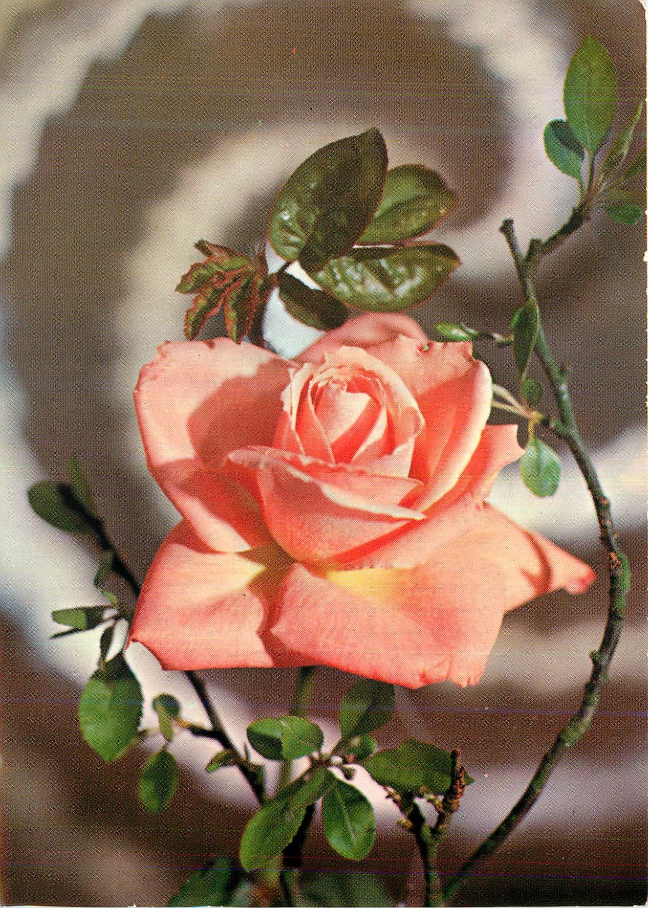 CPM Fleurs Rose