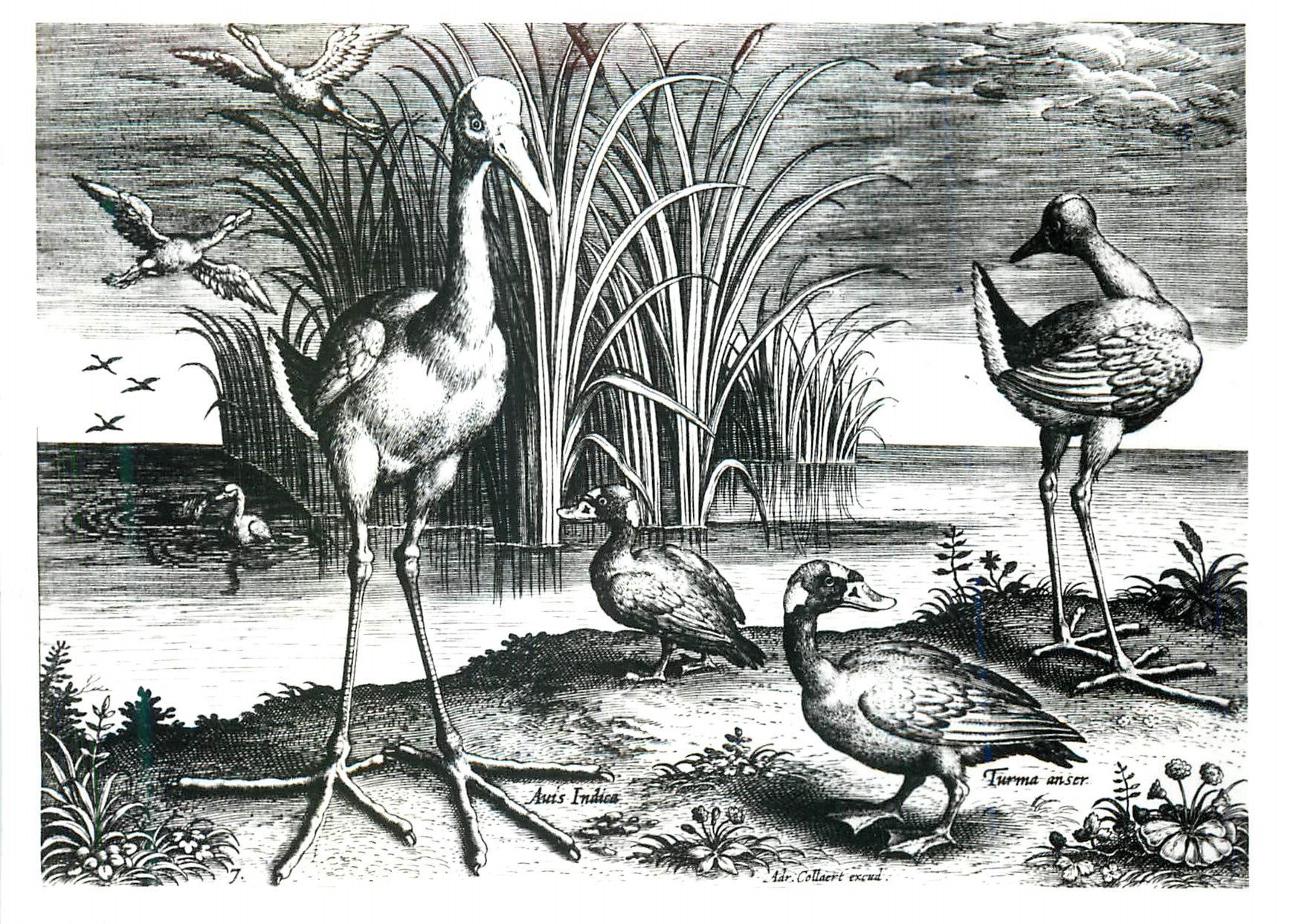 CPM Victoria and Albert Museum Adrian Collaert (1560 1618) Plate from Avium Vivae Icones