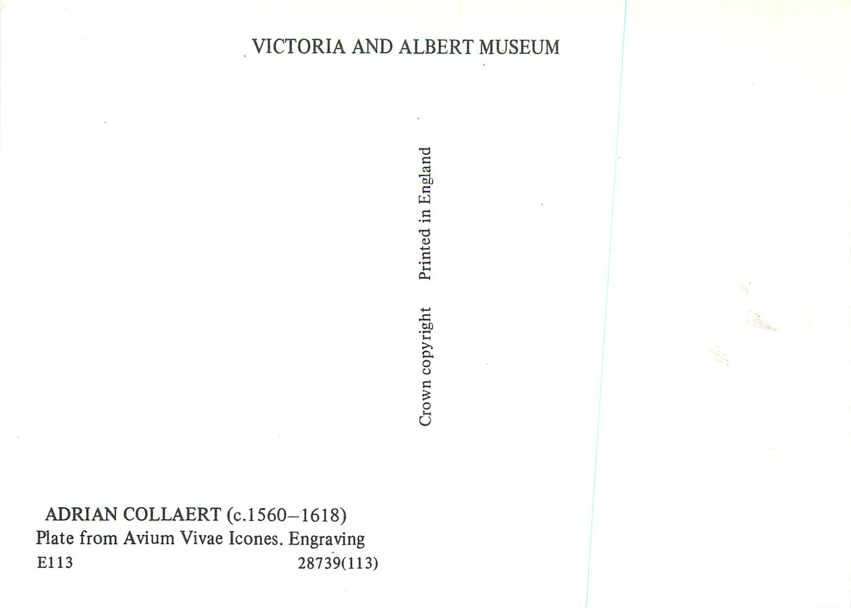 CPM Victoria and Albert Museum Adrian Collaert (1560 1618) Plate from Avium Vivae Icones — Rückseite