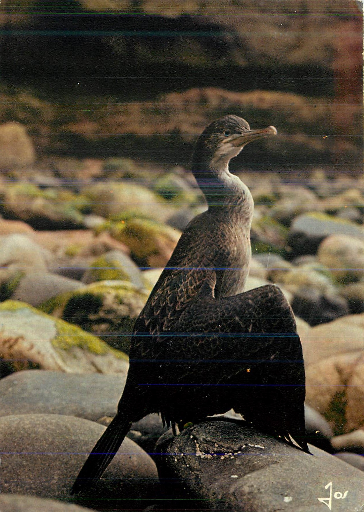 CPM Oiseaux de Bretagne La Bretagne en Couleurs Jeune Cormoran