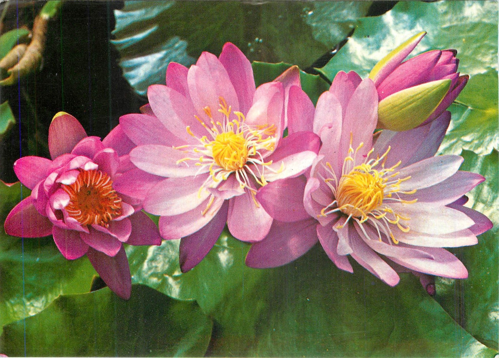 CPM Fleurs
