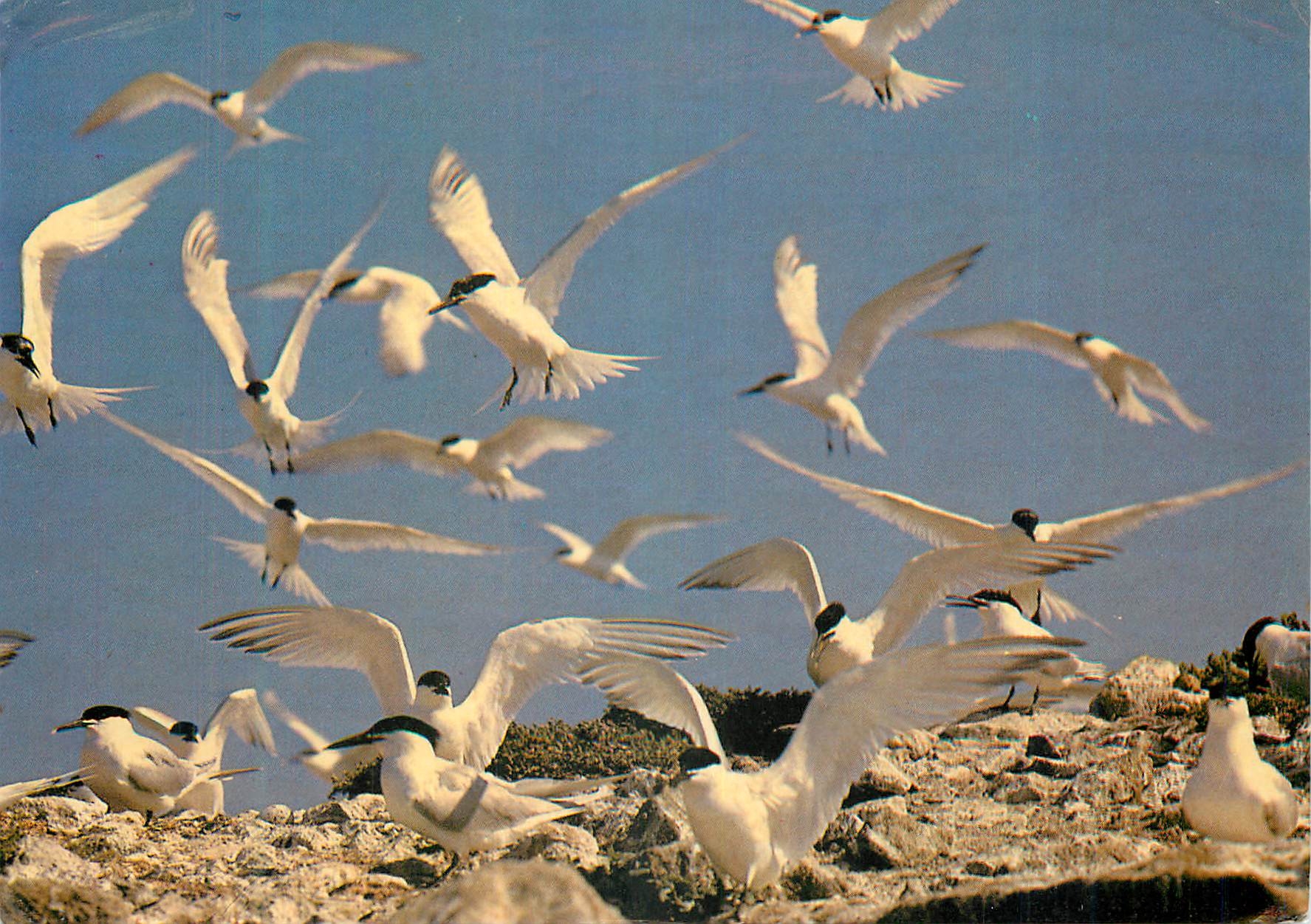 CPM Protection de la nature Sternes Caugek