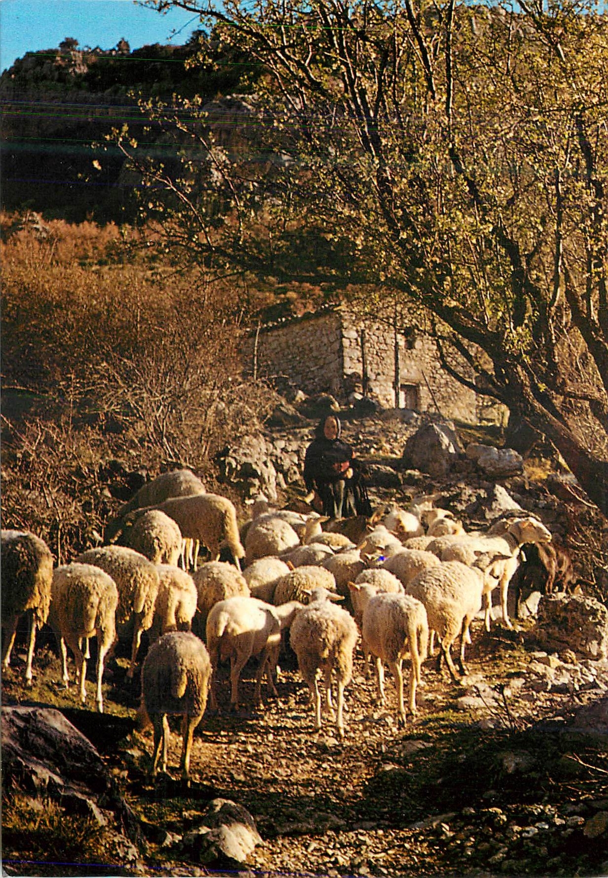 Schafe im Frühling — Les Belles Images de Provence, n°3057