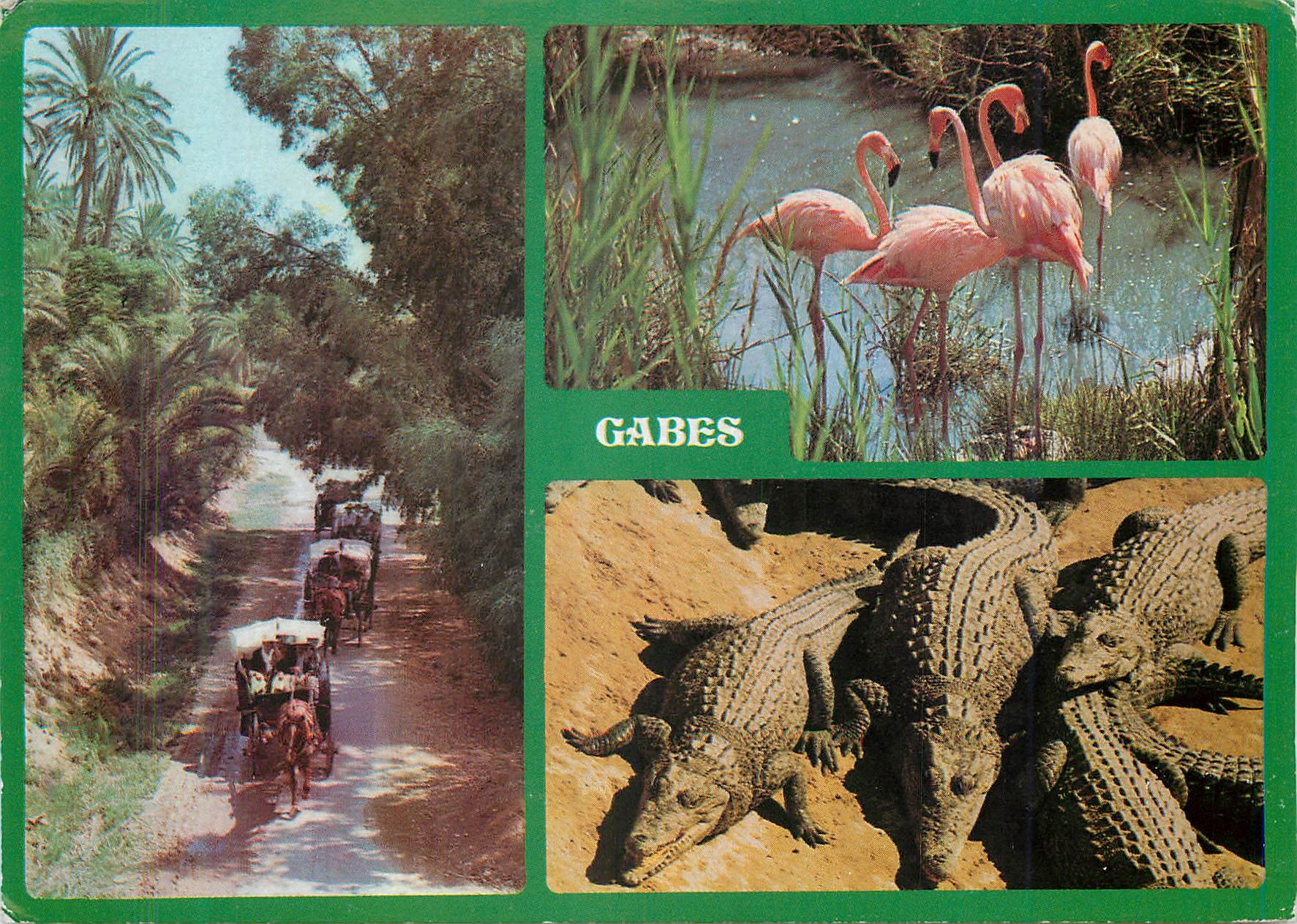 CPM Tunisie Gabes Crocodiles Flamants roses