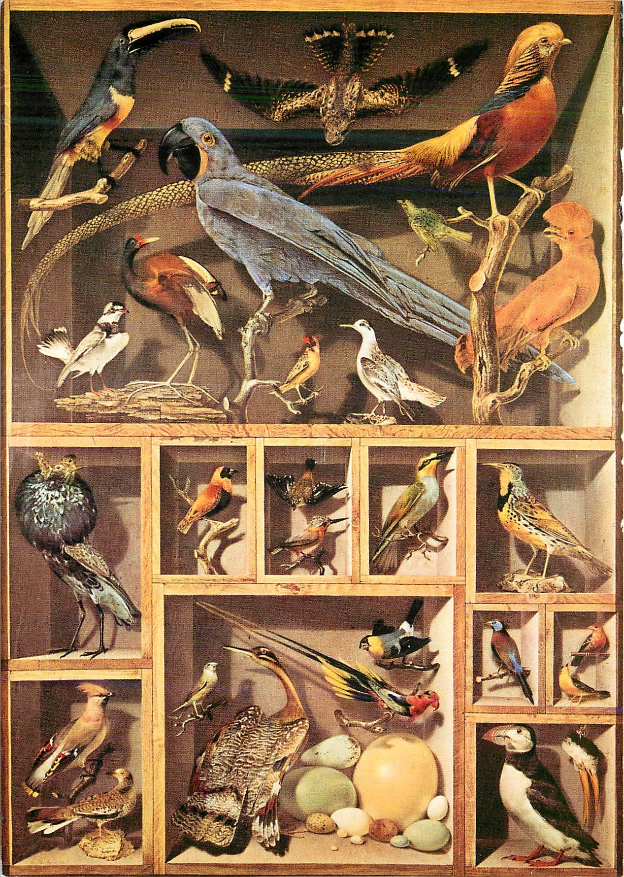 CPM Paris Musee de Louvre Cabines des Dessins Reunions d'oiseaux etrangers places dans differentes caisses