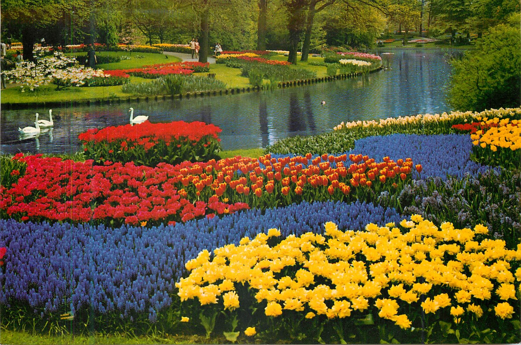 CPM La Hollande en parure des fleurs