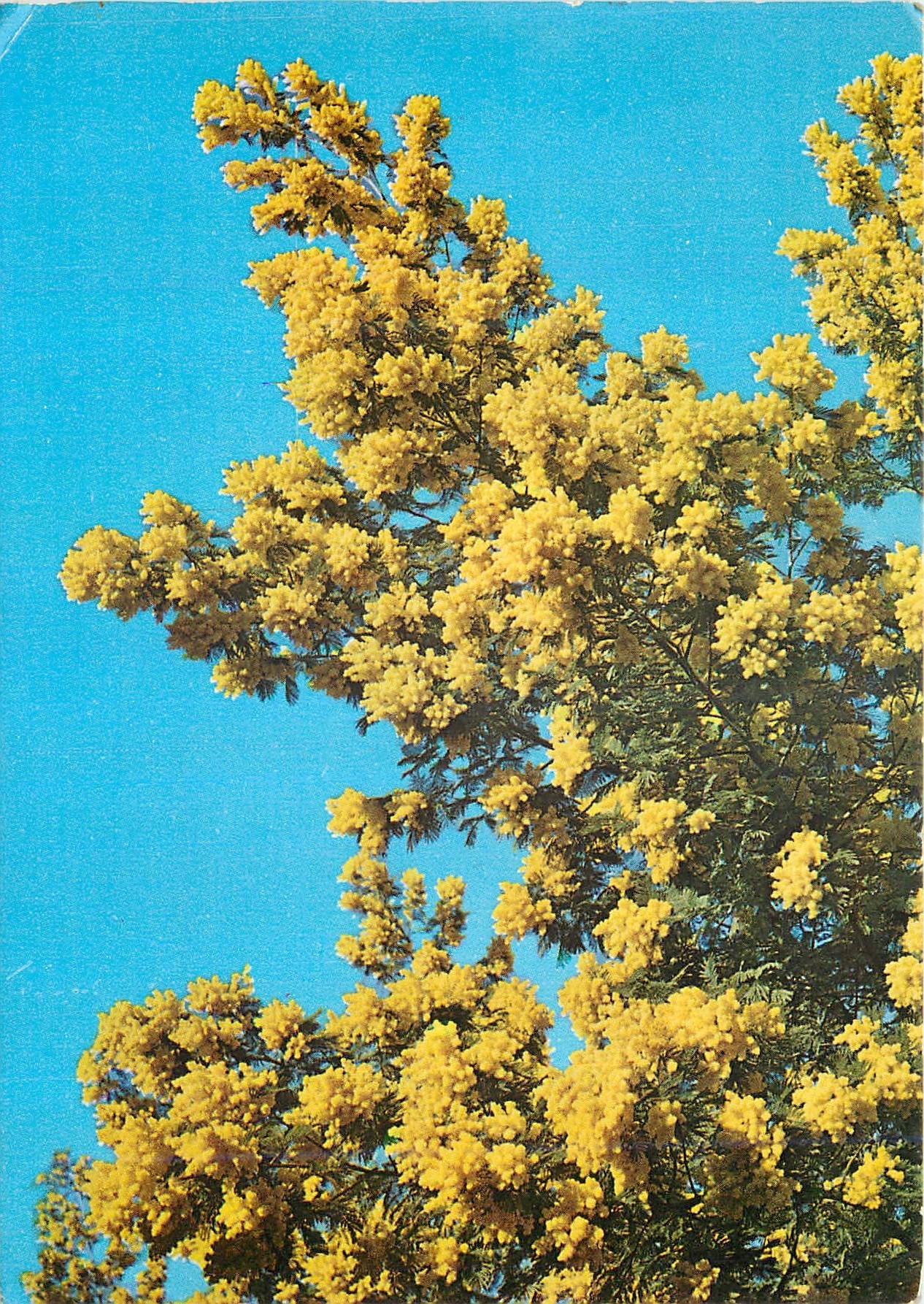 CPM Feerie des mimosas dans le ciel de la cote d'Azur