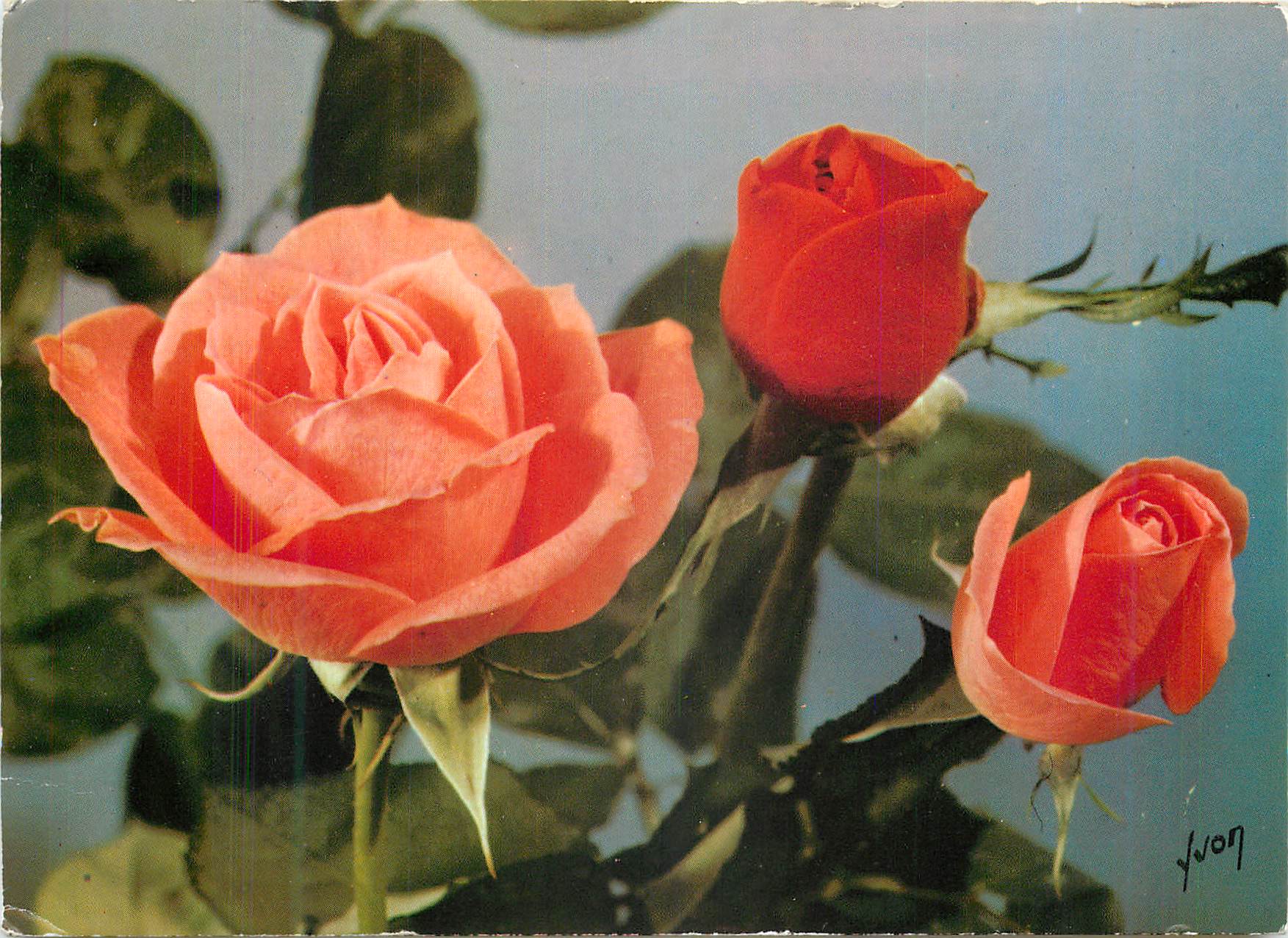 CPM Jolies Roses de France