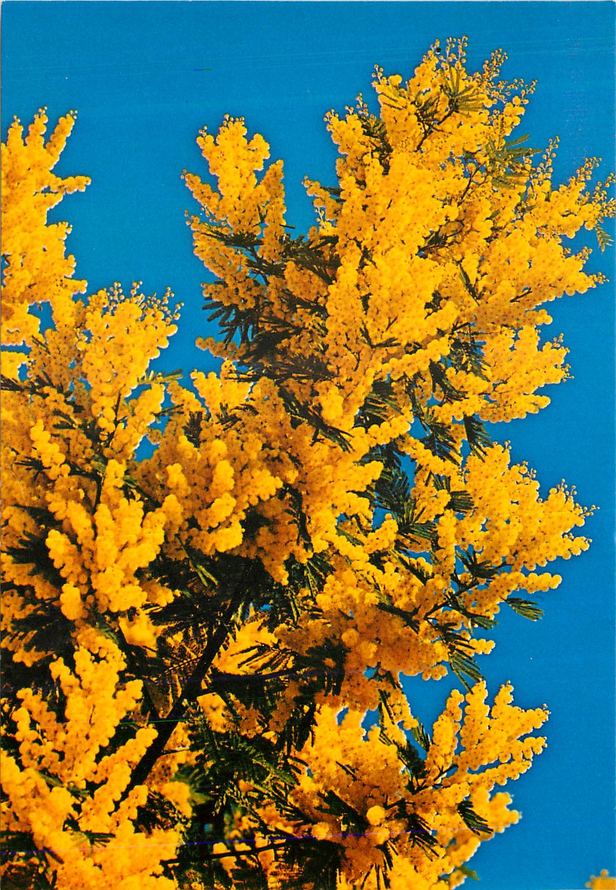 CPM Arbres Branche de mimosa