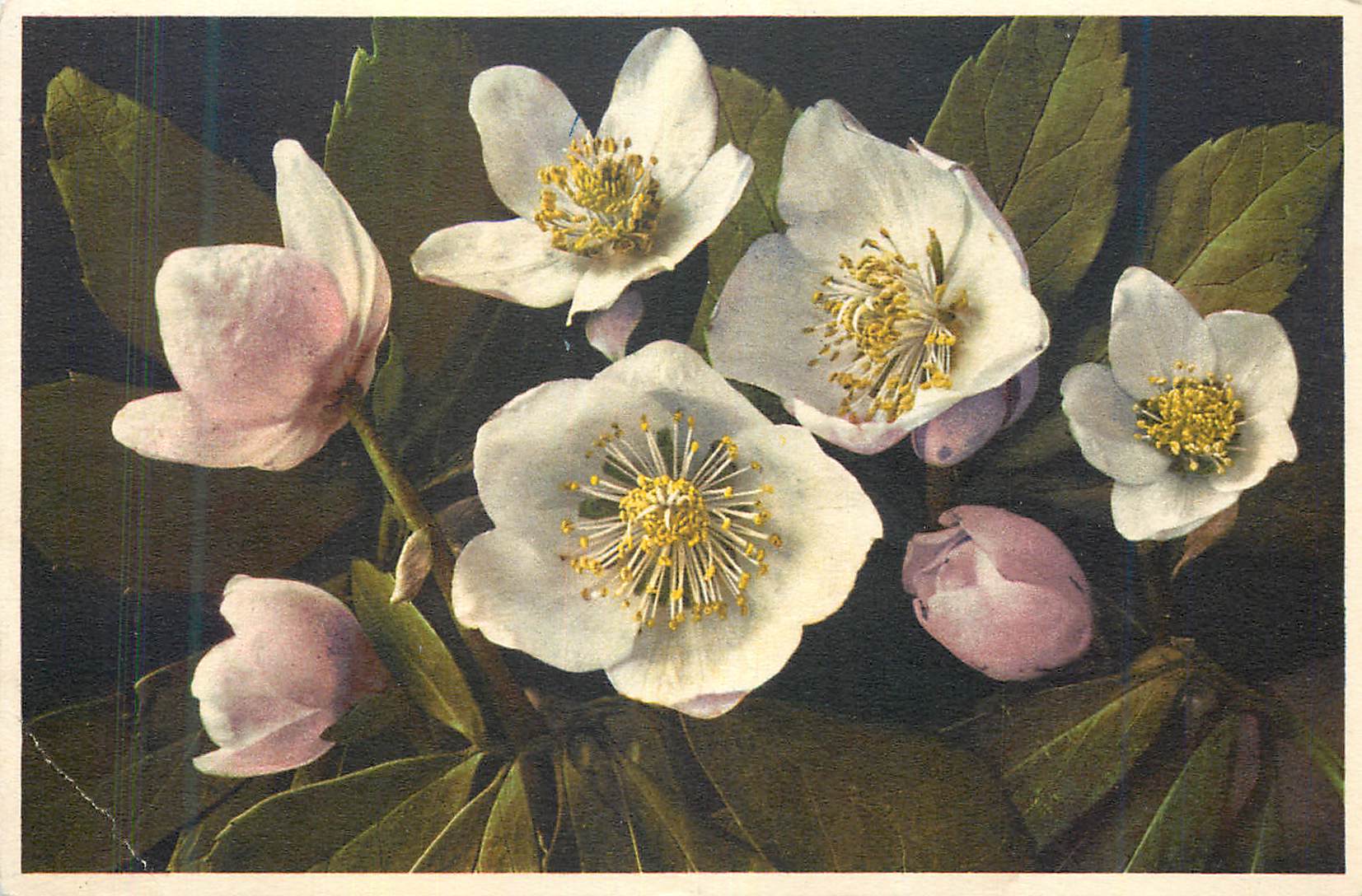 CPA Fleurs