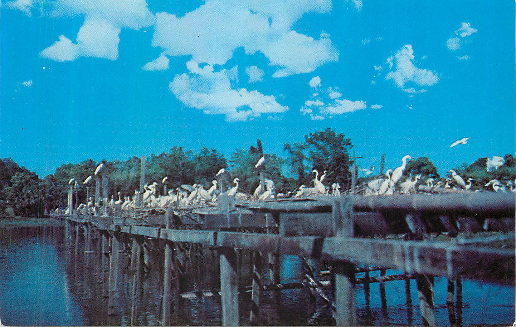 Nesting Platforms in Bird City, Jungle Gardens, Avery Island, Louisiana — The L. L. Cook Co. 30280-B