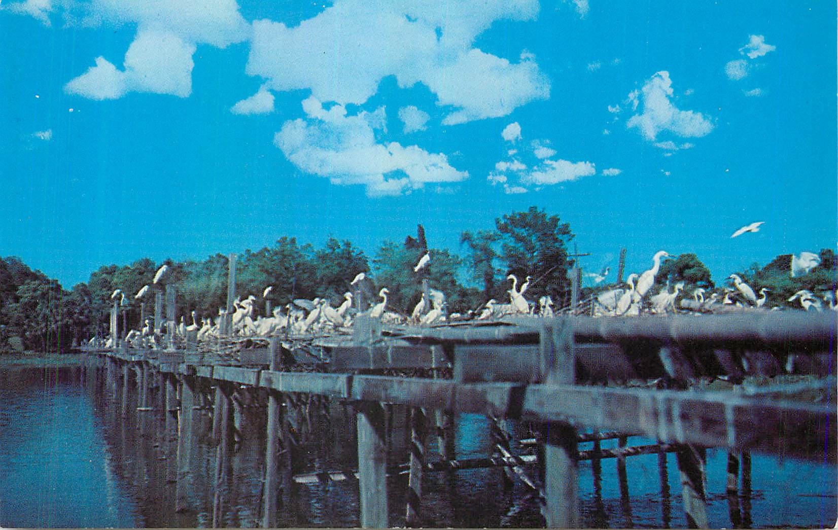 Nesting Platforms in Bird City, Jungle Gardens, Avery Island, Louisiana — The L. L. Cook Co., 30280-B