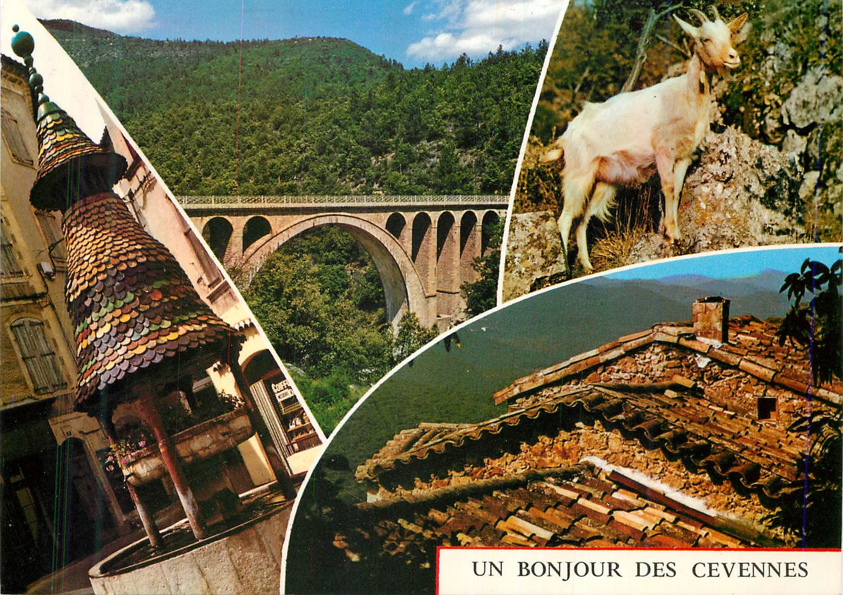 CPM Un bonjour des Cevennes France Chevre