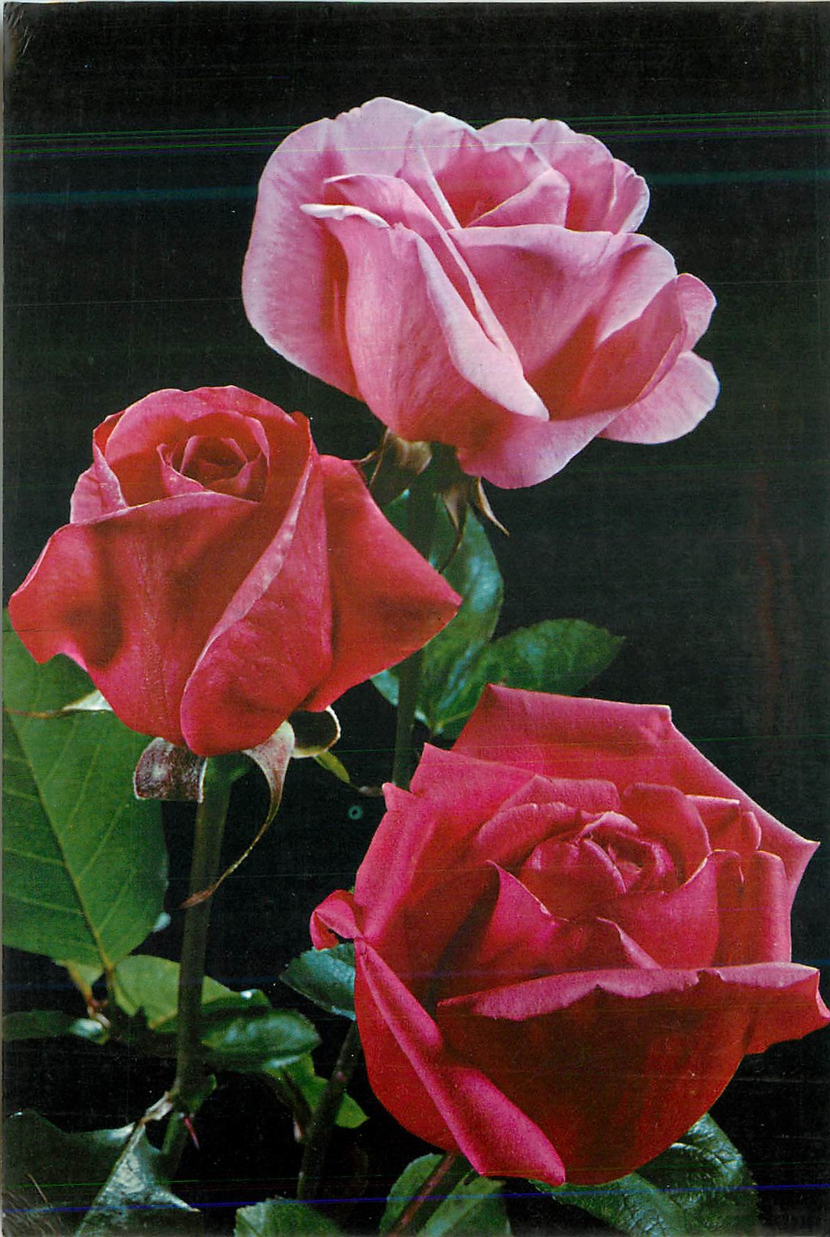CPM Fleurs