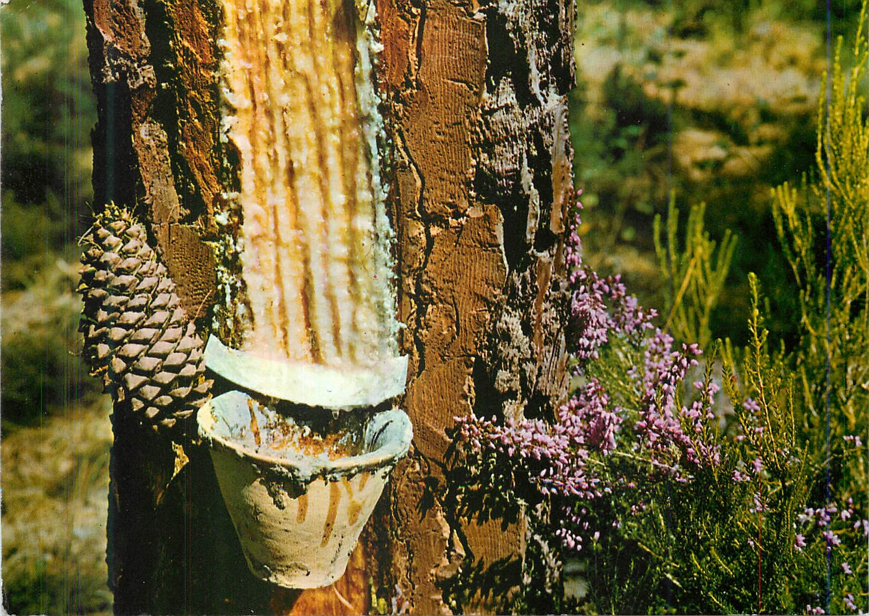 CPM Arbres Paysage Landais Pot de resine