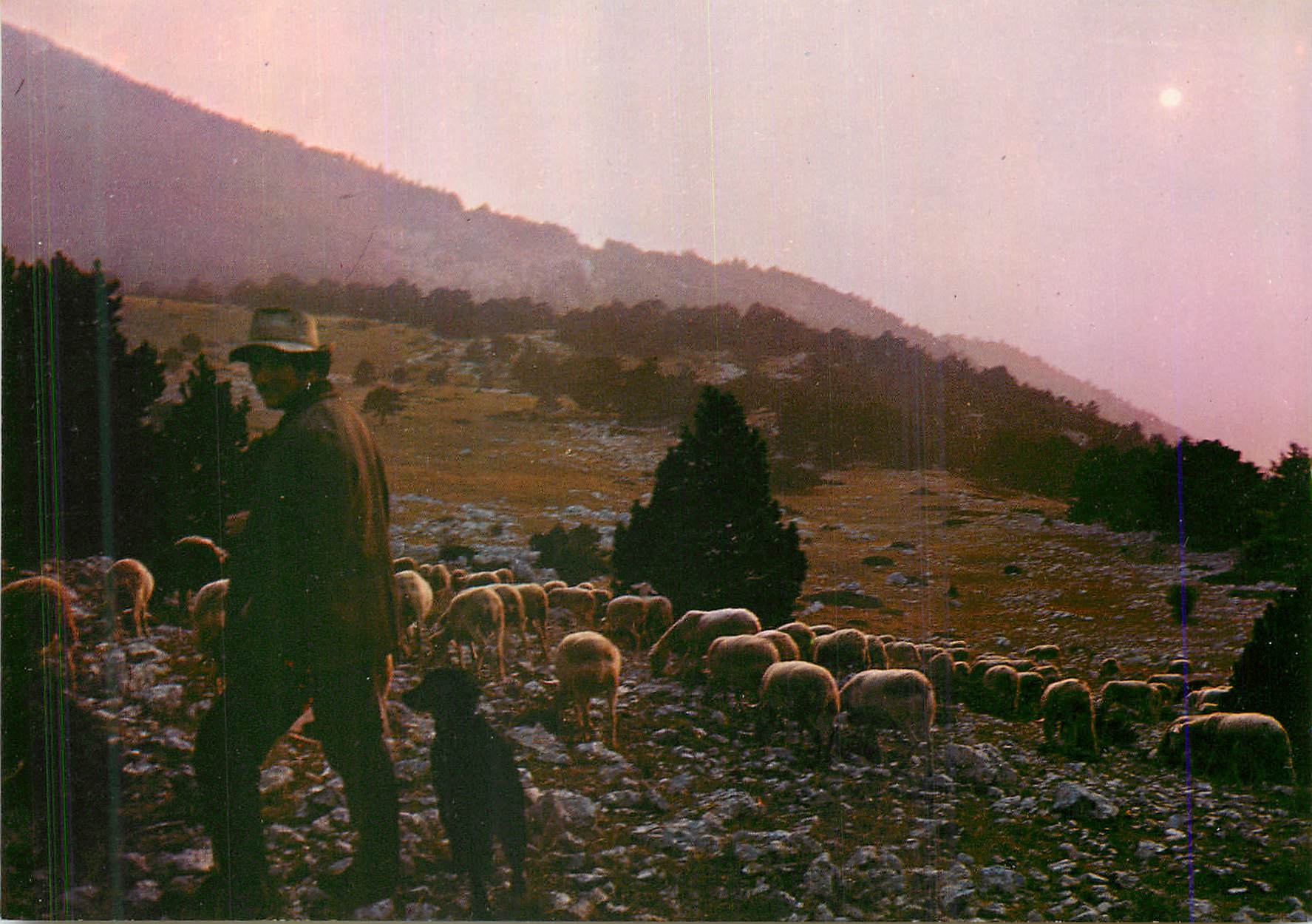 CPM Les Belles Images de Provence  Berger et son troupeau au coucher du soleil Moutons