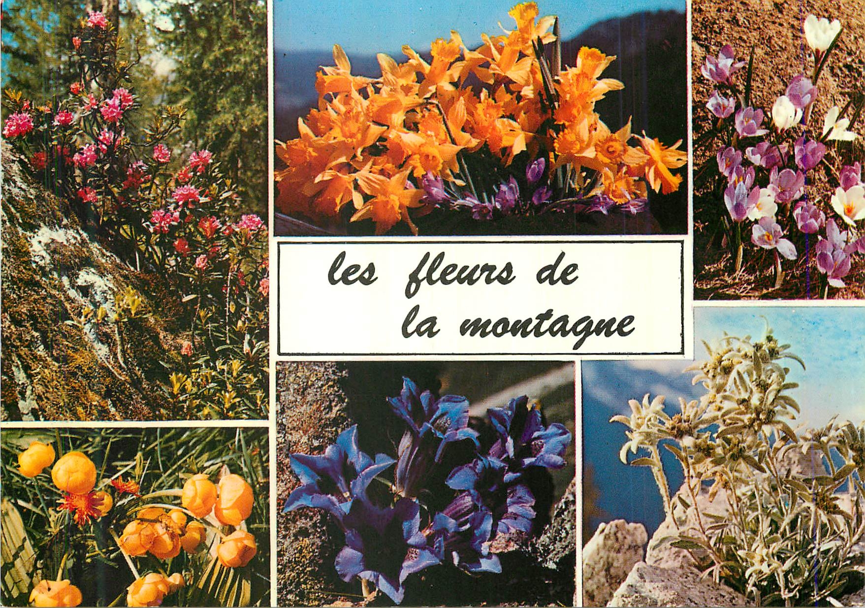 CPM La montagne en Fleurs