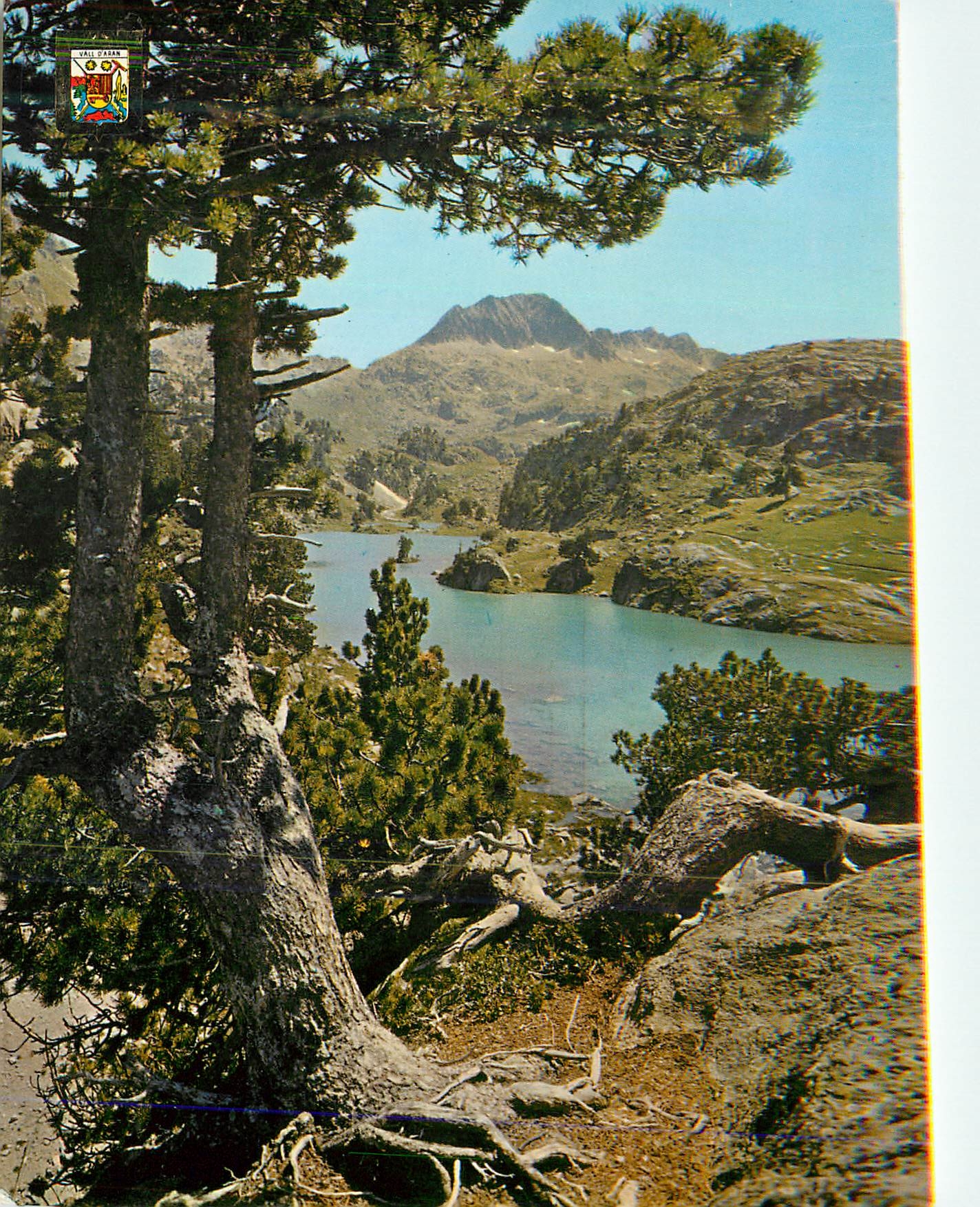 CPM Pirineu Catala(Lieida)Vall d'Aran Arbres