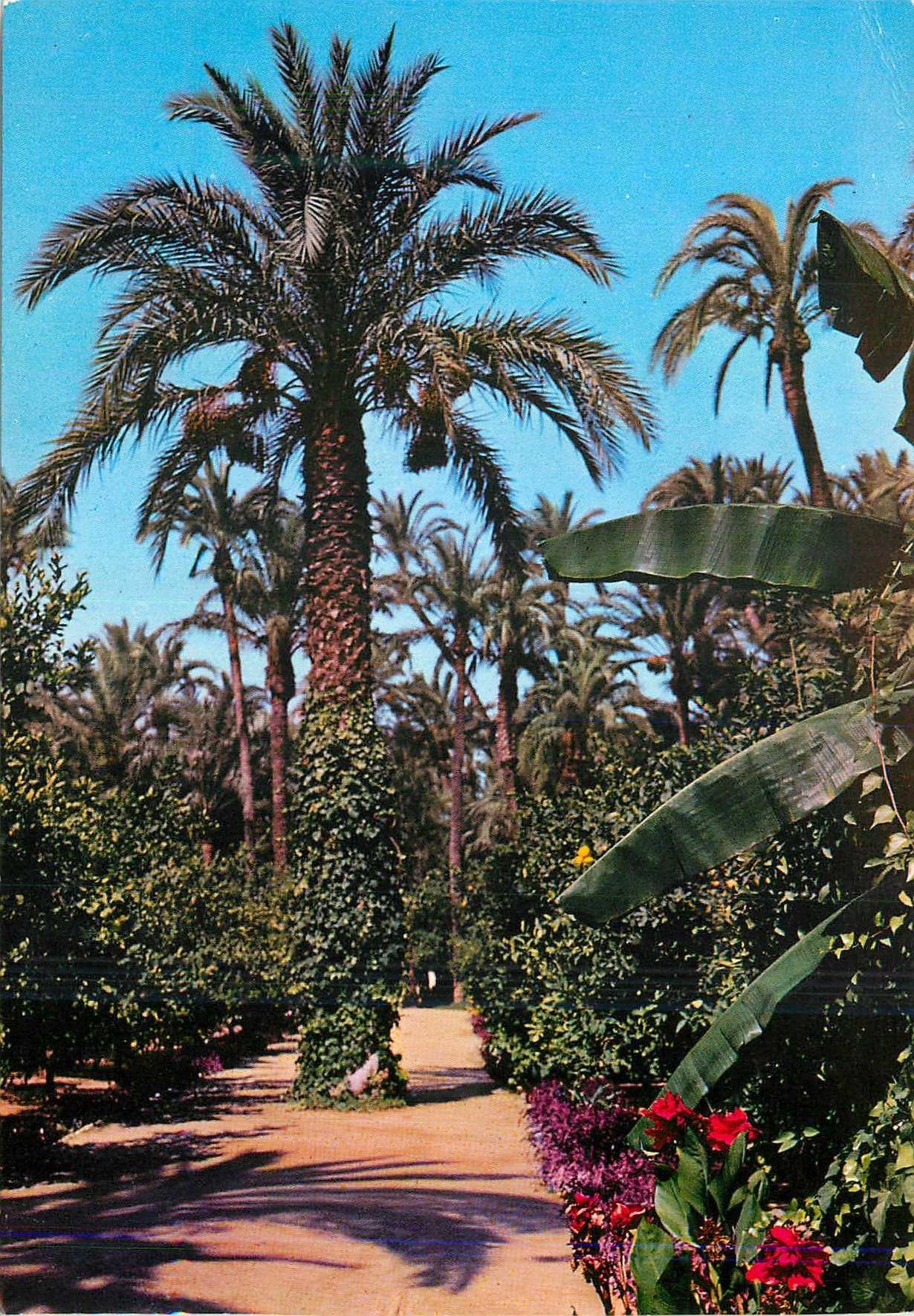 CPM Elche Parc Municipal Promenade des Orangers