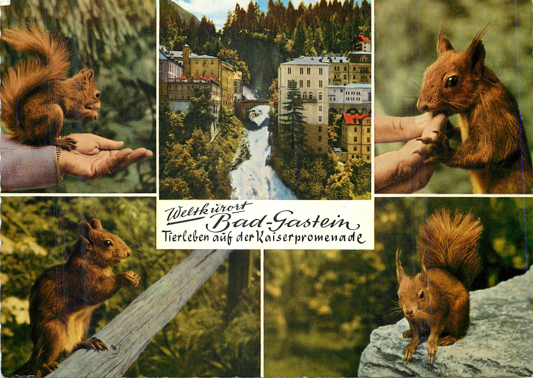 CPM Bad Gastein Tierleben auf der kaiserpromenade