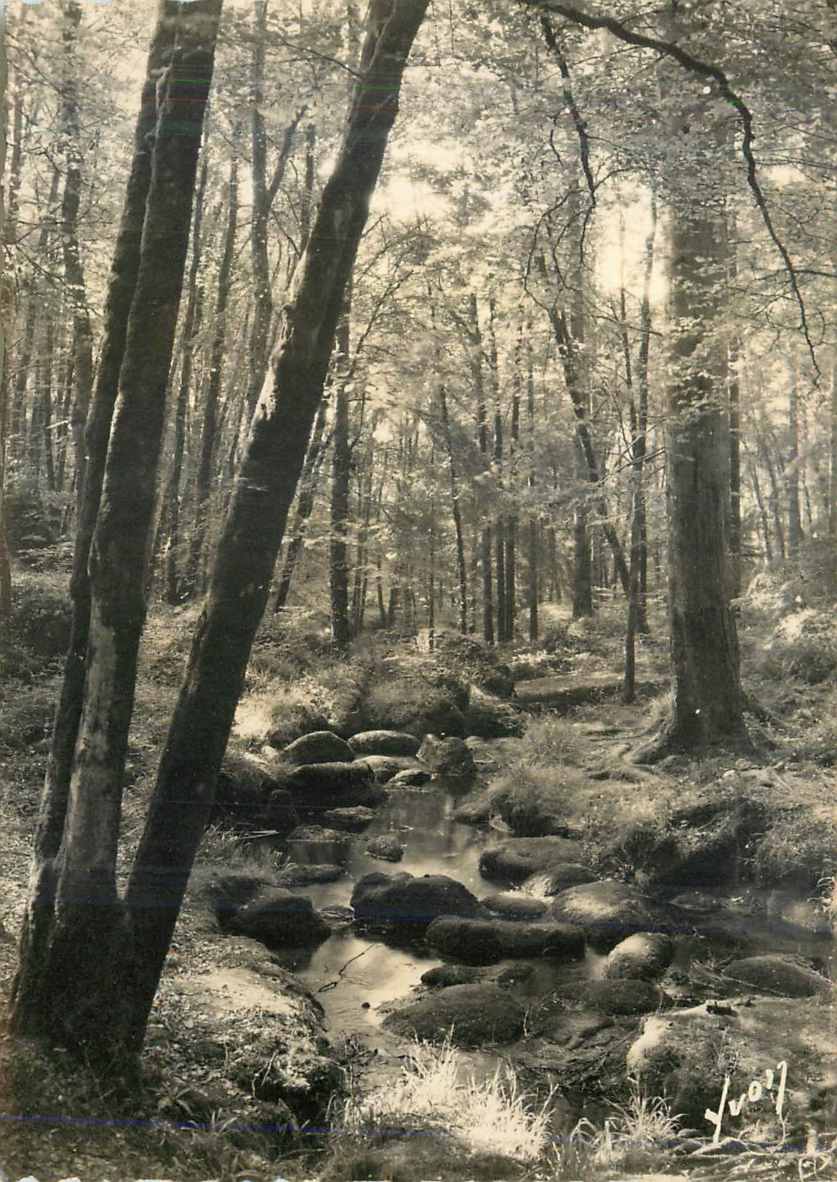 CPM Huelgoat (Finistere)Ruisseau dans la foret