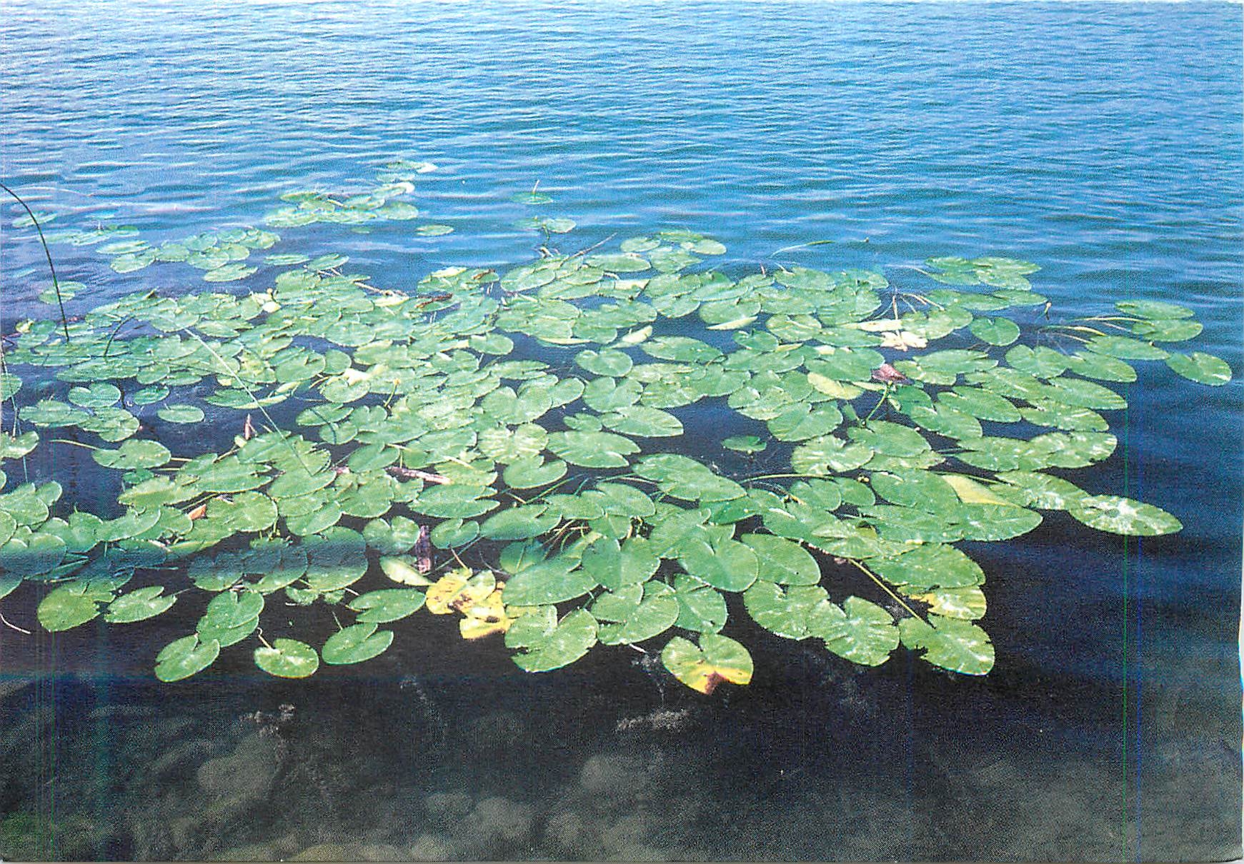 CPM Secrosen Surnersee Nenuphars  Lac de Sarnen