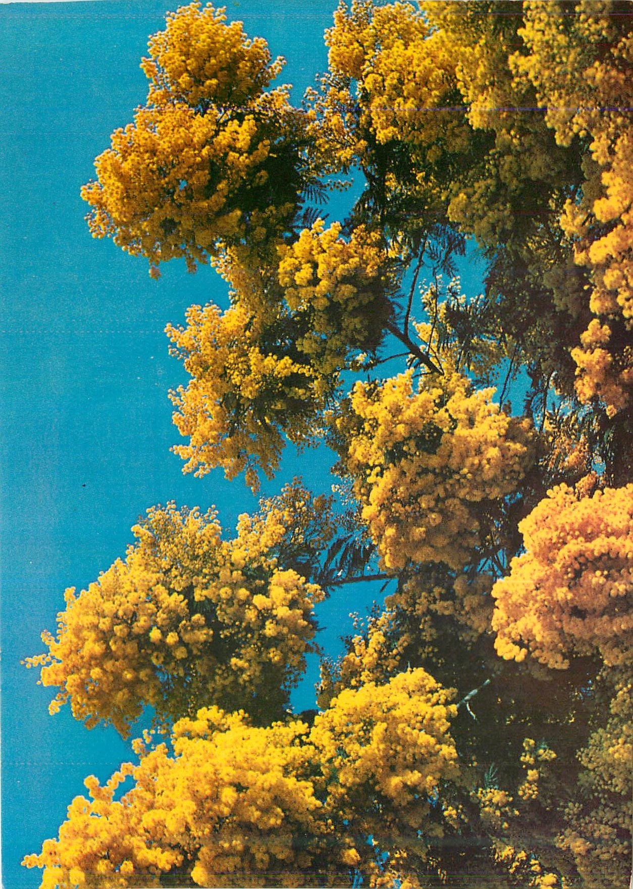 CPM Mimosa parfum du Midi