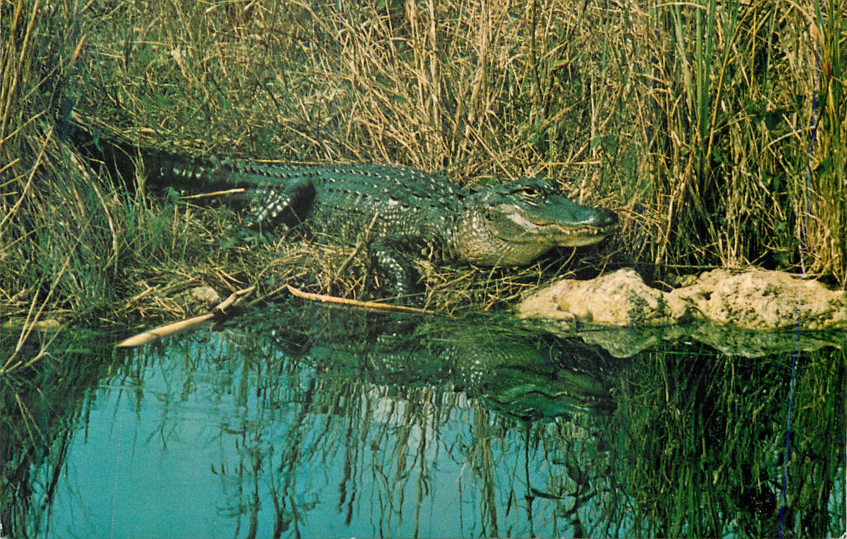 CPM Alligator Everglades National Park Florida Crocodile