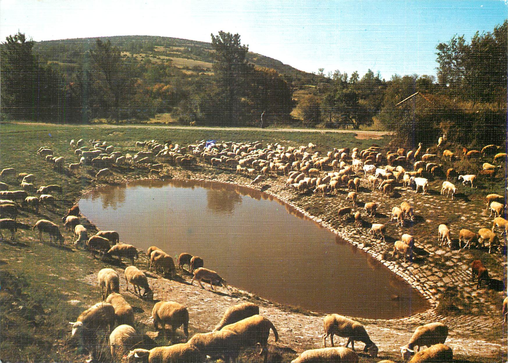 CPM Le troupeau autour d'une lavogne Moutons En parcourant les Causses